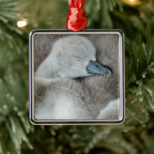 Cutest Baby Animals   Baby Mute Swan Metal Tree Decoration