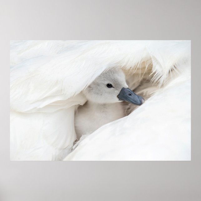 Cutest Baby Animals | Baby Mute Swan Poster (Front)