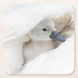 Cutest Baby Animals Baby Mute Swan Square Paper Coaster