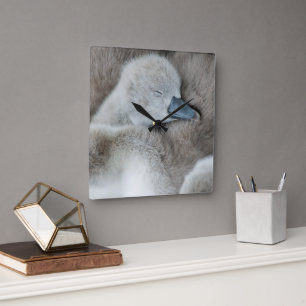 Cutest Baby Animals Baby Mute Swan Square Wall Clock