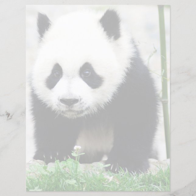 Cutest Baby Animals | Baby Panda Bear (Front)