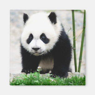 Cutest Baby Animals   Baby Panda Bear Magnet