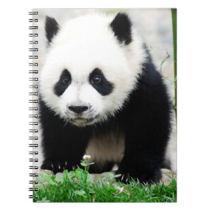 Cutest Baby Animals Baby Panda Bear Notebook