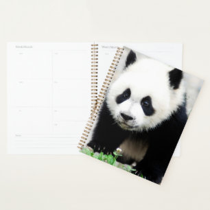 Cutest Baby Animals Baby Panda Bear Planner