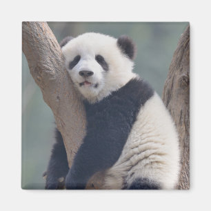Cutest Baby Animals   Baby Panda Bear Sleeping Magnet
