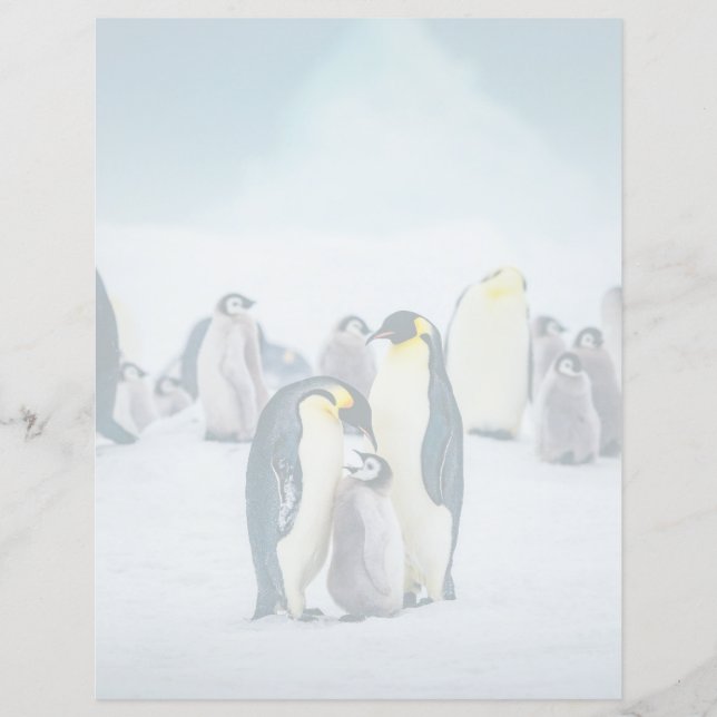 Cutest Baby Animals | Baby Penguin Feeding (Front)