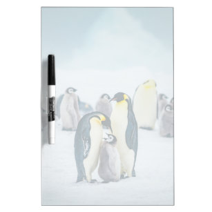 Cutest Baby Animals   Baby Penguin Feeding Dry Erase Board