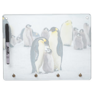 Cutest Baby Animals   Baby Penguin Feeding Dry Erase Board With Key Ring Holder