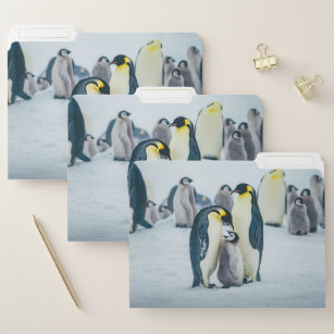 Cutest Baby Animals   Baby Penguin Feeding File Folder