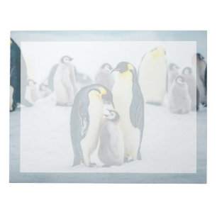 Cutest Baby Animals   Baby Penguin Feeding Notepad