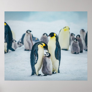 Cutest Baby Animals   Baby Penguin Feeding Poster