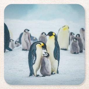 Cutest Baby Animals Baby Penguin Feeding Square Paper Coaster
