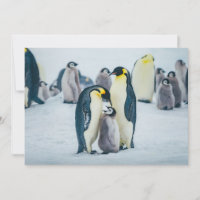Cutest Baby Animals | Baby Penguin Feeding