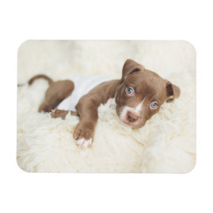Cutest Baby Animals   Baby Pit Bull Puppy Magnet