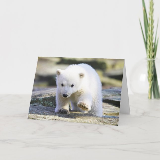 Cutest Baby Animals | Baby Polar Bear Card (Front)