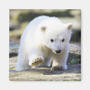 Cutest Baby Animals Baby Polar Bear Cub Magnet