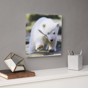 Cutest Baby Animals   Baby Polar Bear Cub Square Wall Clock