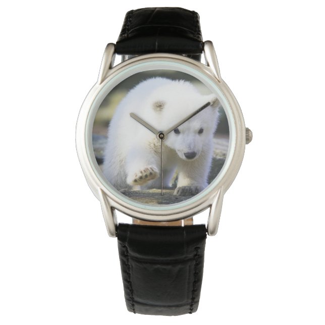 Cutest Baby Animals | Baby Polar Bear Cub Watch (Front)