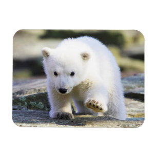 Cutest Baby Animals Baby Polar Bear Magnet