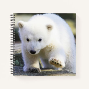 Cutest Baby Animals   Baby Polar Bear Notebook