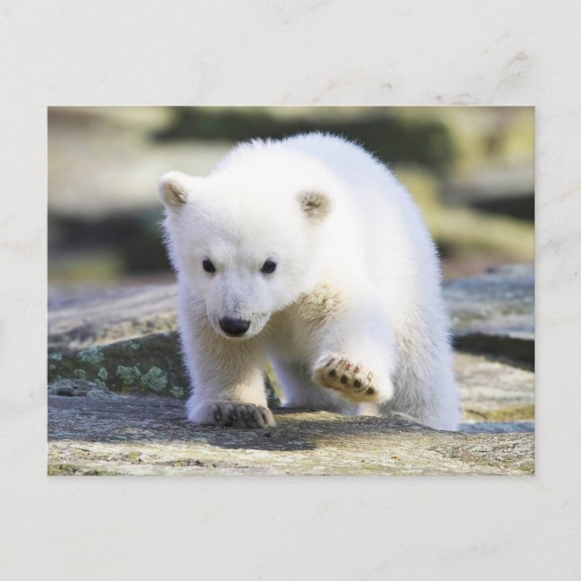 Cutest Baby Animals | Baby Polar Bear Postcard (Front)