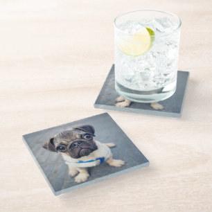 Cutest Baby Animals Baby Pug Glass Coaster