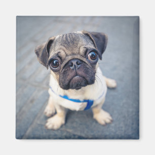 Cutest Baby Animals Baby Pug Magnet