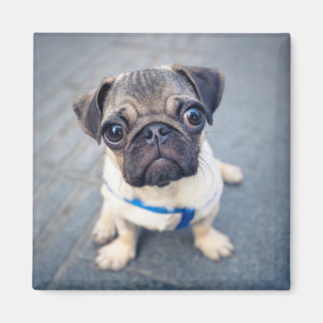 Cutest Baby Animals | Baby Pug Magnet (Front)