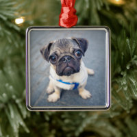 Cutest Baby Animals | Baby Pug