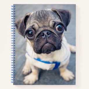 Cutest Baby Animals Baby Pug Notebook