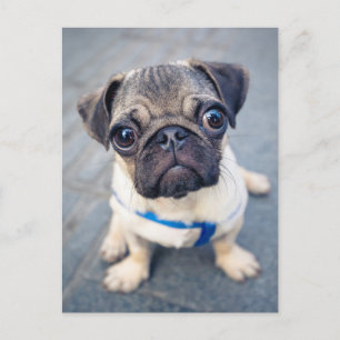 Cutest Baby Animals Baby Pug Postcard