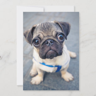 Cutest Baby Animals Baby Pug Thank You Card
