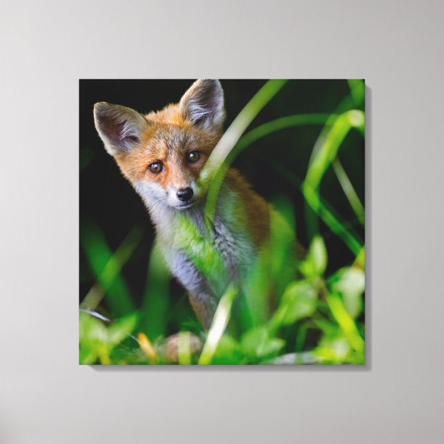 Cutest Baby Animals | Baby Red Fox Canvas Print (Front)