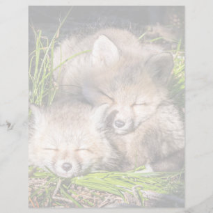 Cutest Baby Animals   Baby Red Fox Kits Sleeping