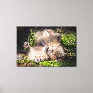 Cutest Baby Animals   Baby Red Fox Kits Sleeping Canvas Print
