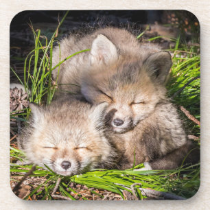 Cutest Baby Animals Baby Red Fox Kits Sleeping Coaster