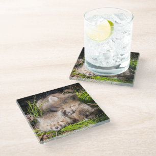 Cutest Baby Animals   Baby Red Fox Kits Sleeping Glass Coaster