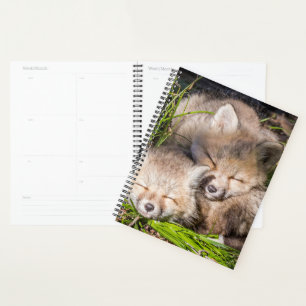 Cutest Baby Animals   Baby Red Fox Kits Sleeping Planner
