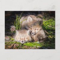 Cutest Baby Animals | Baby Red Fox Kits Sleeping