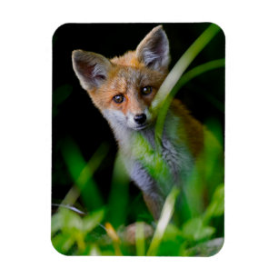 Cutest Baby Animals   Baby Red Fox Magnet