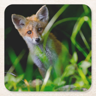 Cutest Baby Animals Baby Red Fox Square Paper Coaster