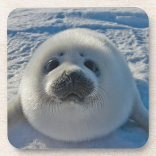 Cutest Baby Animals   Baby Seal Coaster