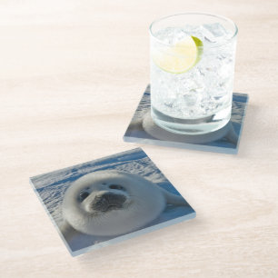 Cutest Baby Animals   Baby Seal Glass Coaster