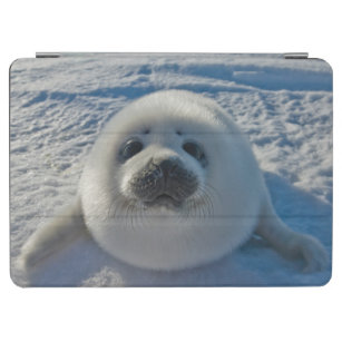 Cutest Baby Animals   Baby Seal iPad Air Cover