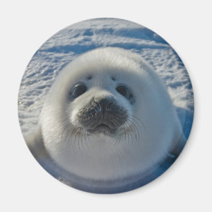 Cutest Baby Animals   Baby Seal Magnet