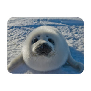 Cutest Baby Animals   Baby Seal Magnet