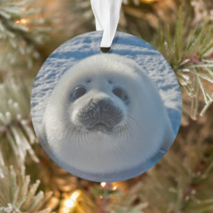 Cutest Baby Animals   Baby Seal Ornament
