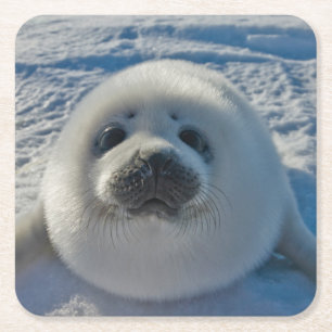 Cutest Baby Animals   Baby Seal Square Paper Coaster