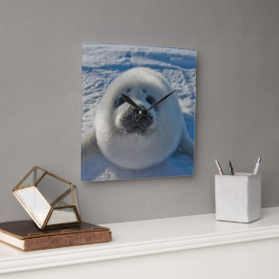 Cutest Baby Animals   Baby Seal Square Wall Clock