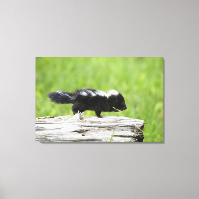 Cutest Baby Animals | Baby Skunk Canvas Print (Front)